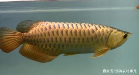 金龍魚體型長的好還是短的好呢（金龍魚的體型偏好）