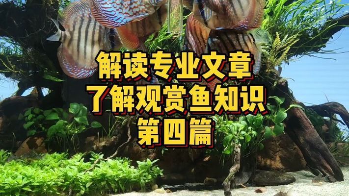 鯊魚(yú)能不能和金龍魚(yú)混養(yǎng)一起釣?zāi)兀乎忯~(yú)能不能和金龍魚(yú)混養(yǎng)一起釣？