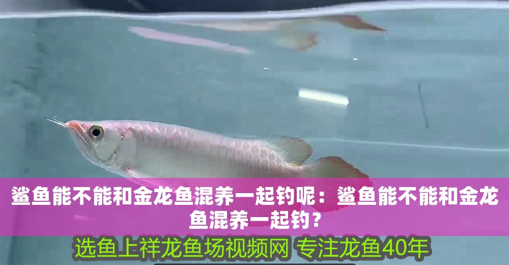 鯊魚能不能和金龍魚混養(yǎng)一起釣?zāi)兀乎忯~能不能和金龍魚混養(yǎng)一起釣？