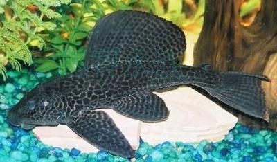 龍魚缸養(yǎng)清道夫還是反游貓：龍魚缸養(yǎng)清道夫還是反游貓魚，