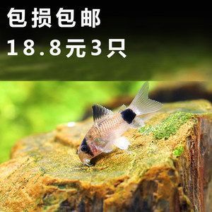 龍魚缸養(yǎng)清道夫還是反游貓：龍魚缸養(yǎng)清道夫還是反游貓魚，