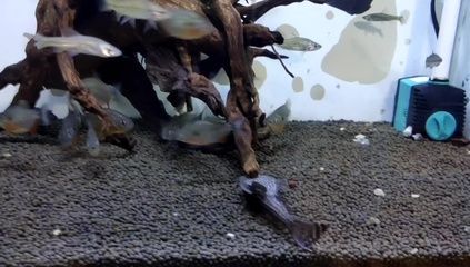 龍魚缸養(yǎng)清道夫還是反游貓：龍魚缸養(yǎng)清道夫還是反游貓魚，