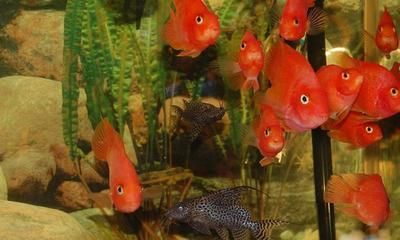 龍魚缸養(yǎng)清道夫還是反游貓：龍魚缸養(yǎng)清道夫還是反游貓魚，