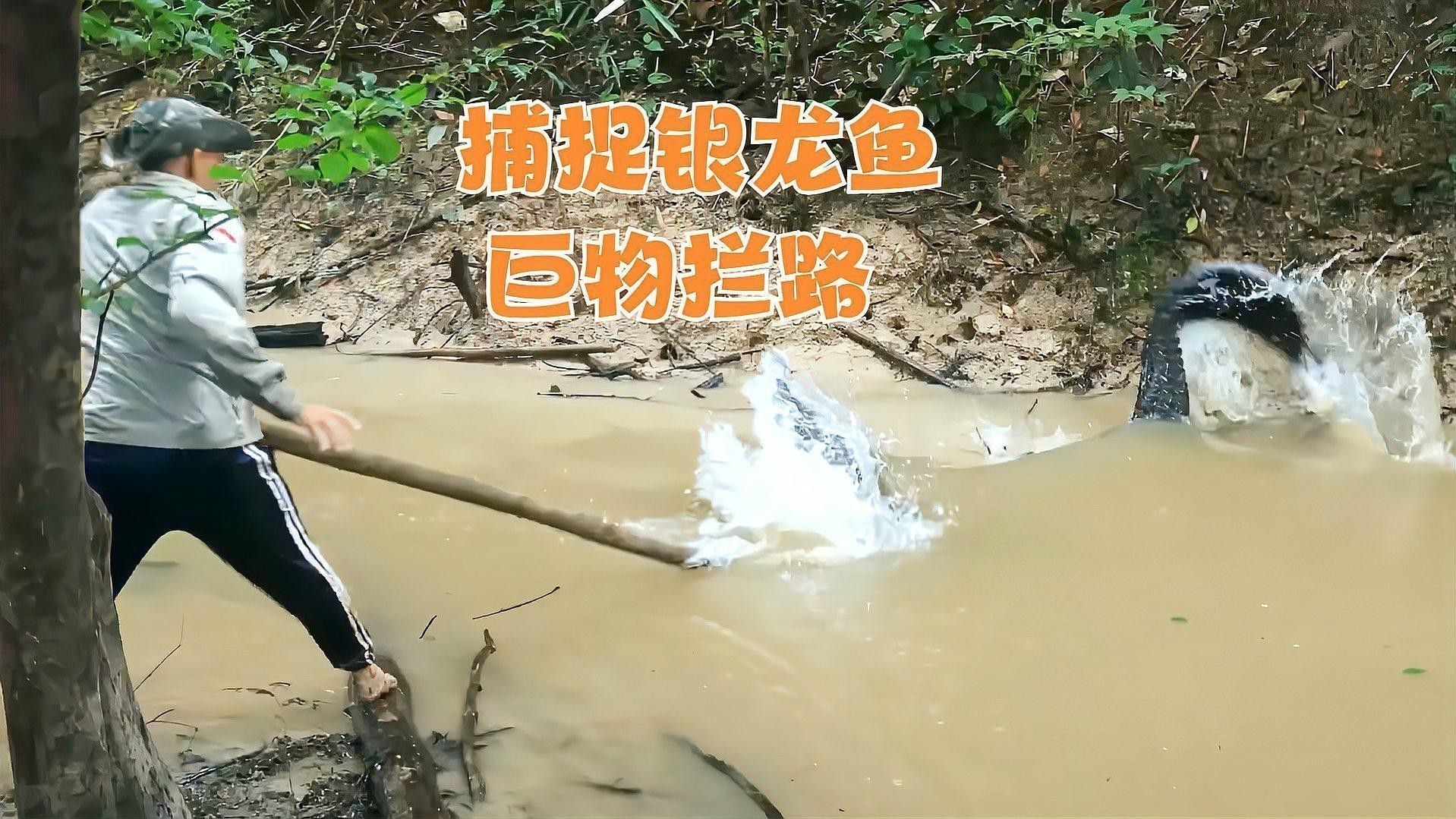 如何刺激銀龍魚開口吃食 如何刺激銀龍魚開口吃食 龍魚百科 第1張