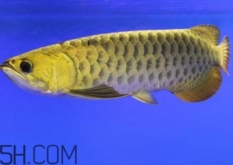 金龍魚繁殖方法（金龍魚的繁殖方法） 金龍魚繁殖方法（金龍魚的繁殖方法） 龍魚百科 第3張
