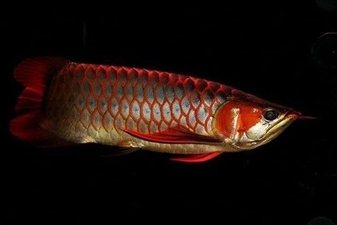 金龍魚繁殖方法（金龍魚的繁殖方法） 金龍魚繁殖方法（金龍魚的繁殖方法） 龍魚百科 第2張
