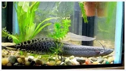 龍魚的最佳配魚方法