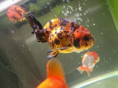 金龍魚和錦鯉混養視頻：關于金龍魚和錦鯉和錦鯉和錦鯉混養嗎:金龍魚和錦鯉混養嗎