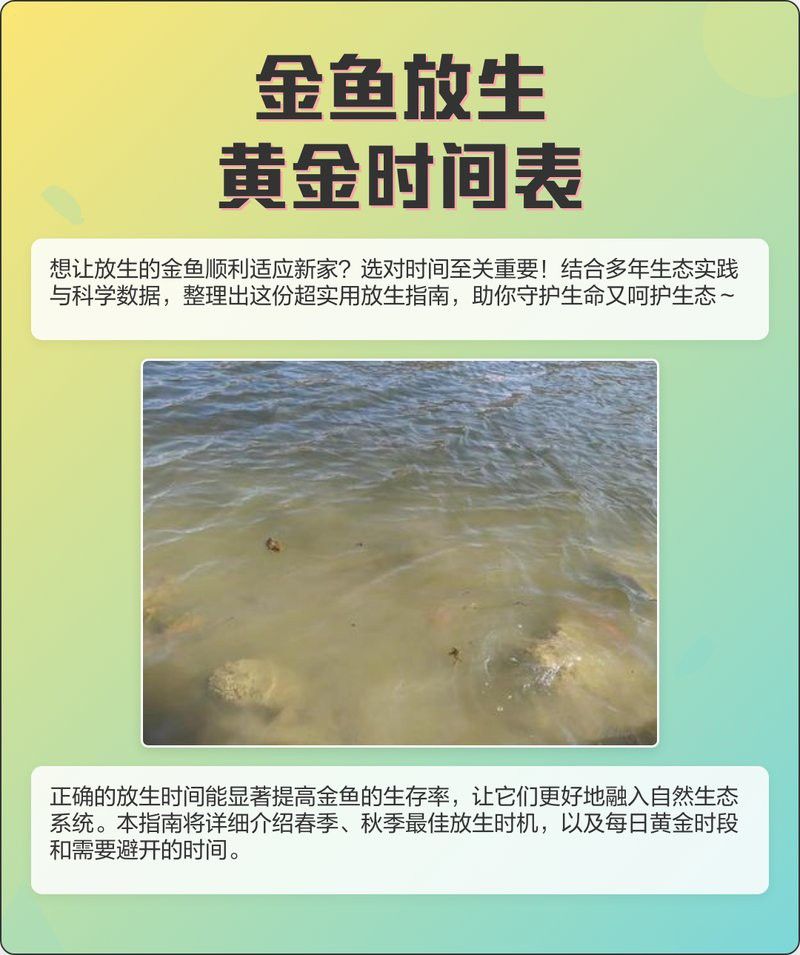 溫州龍魚放生時間安排 溫州龍魚放生時間安排 龍魚百科 第1張