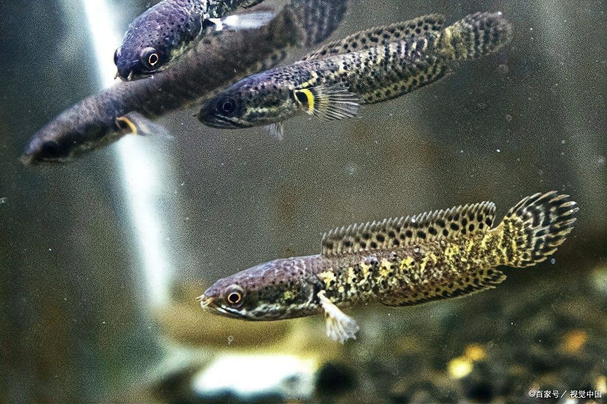 雷龍魚(yú)屬于什么類(lèi)