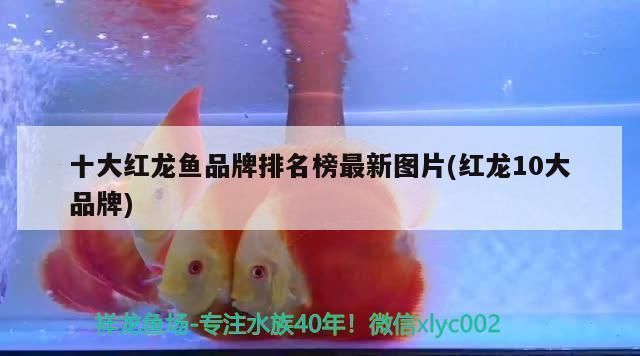 頂級紅龍魚品牌排名前十名：紅龍魚品牌排行榜