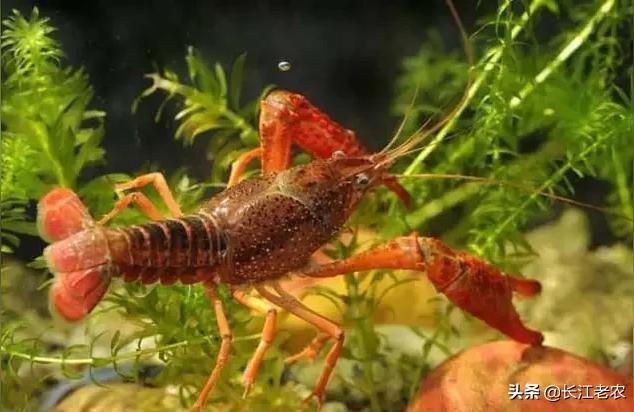 祥龍魚塘 祥龍魚塘 龍魚百科