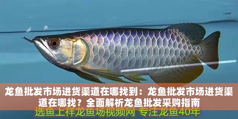 龍魚批發市場進貨渠道在哪找到：龍魚批發市場進貨渠道在哪找？全面解析龍魚批發采購指南 龍魚批發市場進貨渠道在哪找到：龍魚批發市場進貨渠道在哪找？全面解析龍魚批發采購指南 龍魚百科 第1張