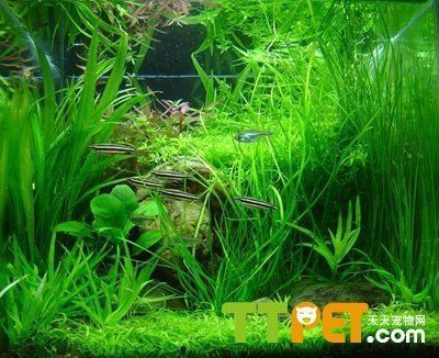 魚缸水發白發綠怎么處理方法（如何正確使用魚缸過濾器魚缸水溫調節技巧） 魚缸水發白發綠怎么處理方法（如何正確使用魚缸過濾器魚缸水溫調節技巧） 龍魚百科 第1張