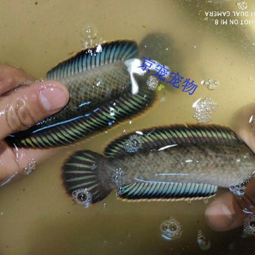 什么雷龍魚最便宜又好看的 龍魚百科 第5張 什么雷龍魚最便宜又好看的 什么雷龍魚最便宜又好看的 龍魚百科 第5張
