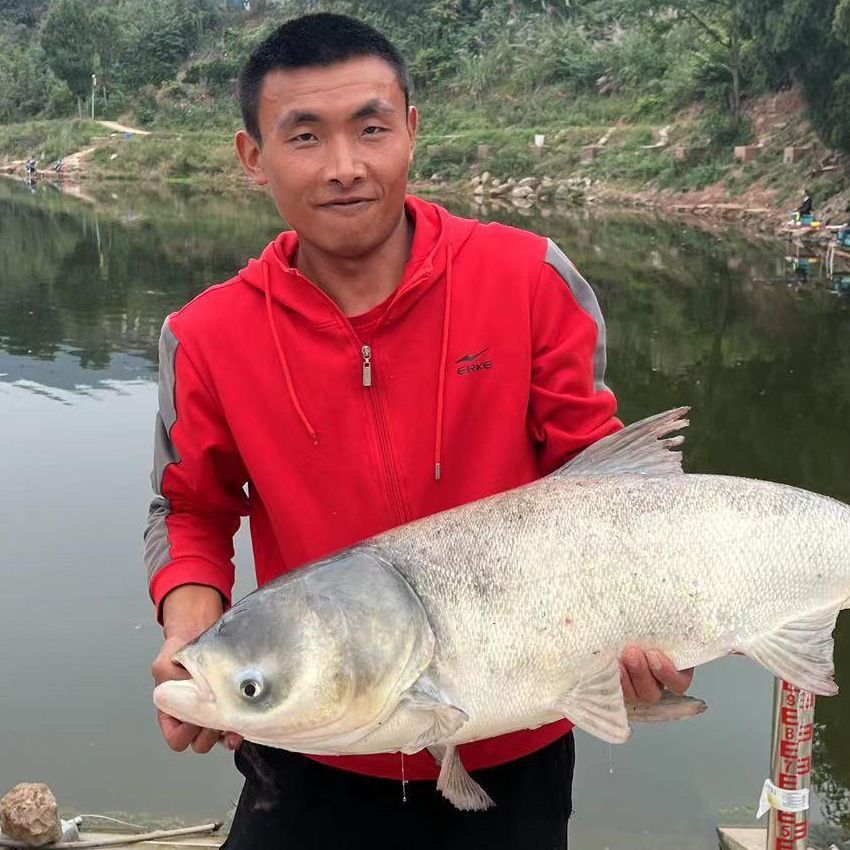 金頭龍魚為啥不建議養 金頭龍魚為啥不建議養 龍魚百科 第10張