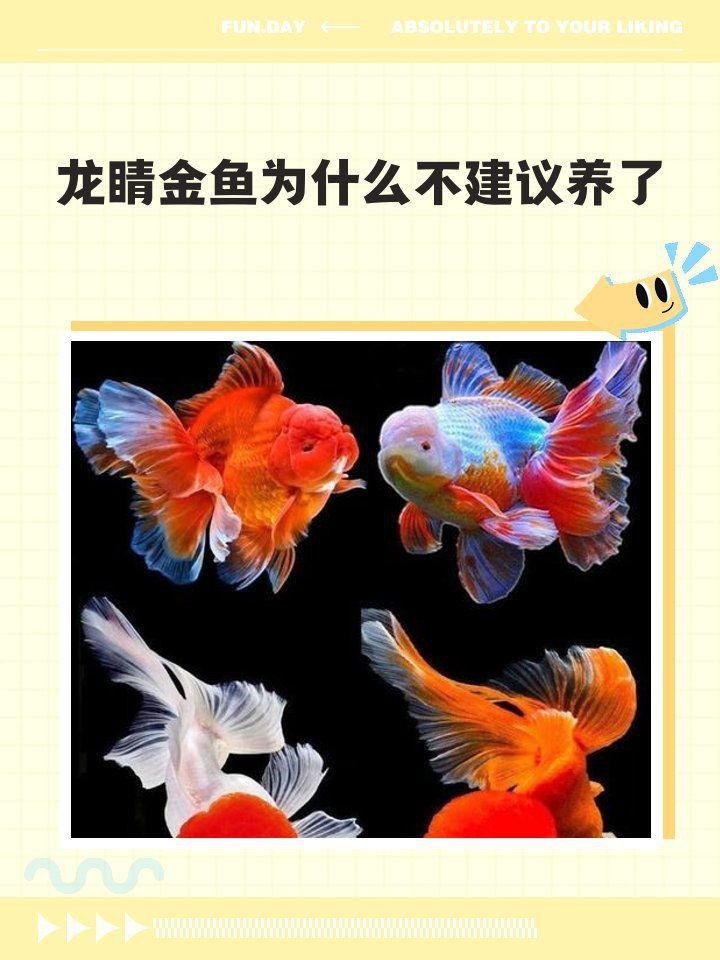 金頭龍魚為啥不建議養 金頭龍魚為啥不建議養 龍魚百科 第11張