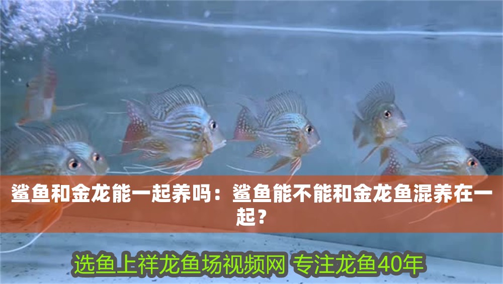 鯊魚和金龍能一起養(yǎng)嗎：鯊魚能不能和金龍魚混養(yǎng)在一起？