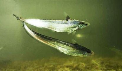 鯊魚和金龍能一起養(yǎng)嗎：鯊魚能不能和金龍魚混養(yǎng)在一起？