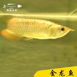 24k過(guò)背金龍魚（24k過(guò)背金龍魚大概價(jià)格多錢？）