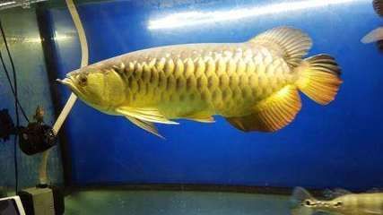 金龍 銀龍魚：如何辨別高品質金龍魚和銀龍魚 金龍 銀龍魚：如何辨別高品質金龍魚和銀龍魚 龍魚百科 第1張