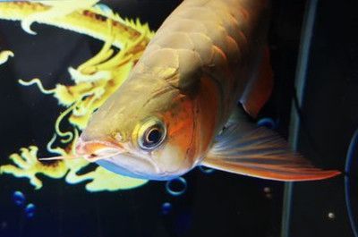 金龍 銀龍魚：如何辨別高品質金龍魚和銀龍魚 金龍 銀龍魚：如何辨別高品質金龍魚和銀龍魚 龍魚百科 第3張