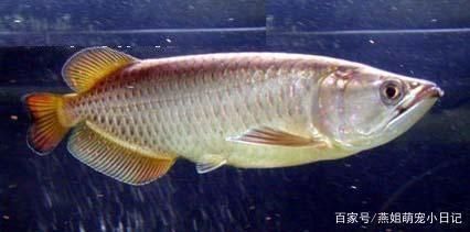 金龍魚半年可以長多大：金龍魚生長速度詳解