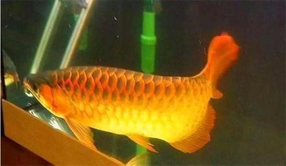 金龍魚半年可以長多大：金龍魚生長速度詳解