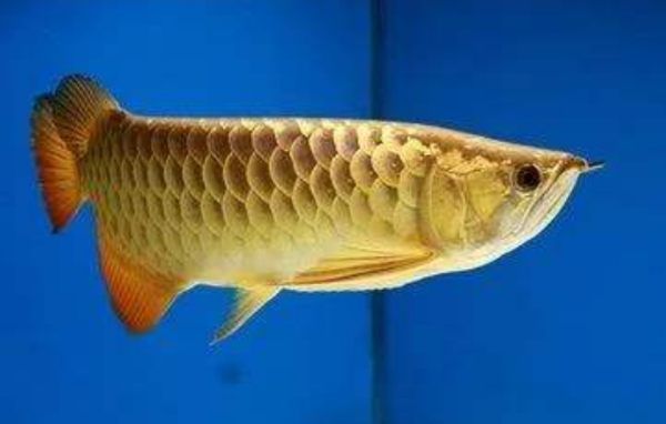 金龍魚半年可以長多大：金龍魚生長速度詳解
