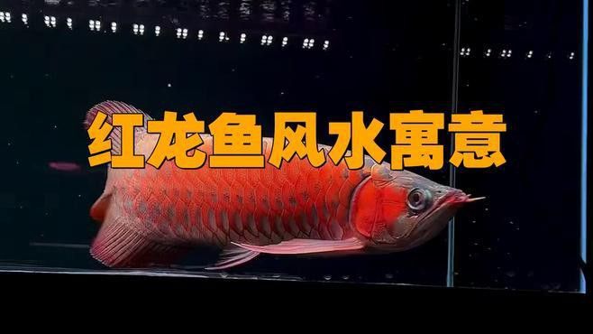 紅龍頭像有哪些現代應用？