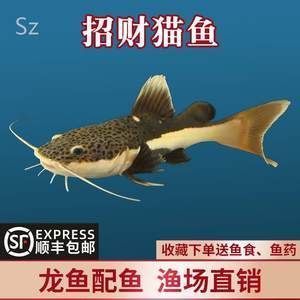 紅尾龍魚價格是多少（紅尾龍魚怎么找？） 紅尾龍魚價格是多少（紅尾龍魚怎么找？） 龍魚百科 第7張