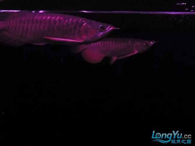 紅尾龍魚價格是多少（紅尾龍魚怎么找？） 紅尾龍魚價格是多少（紅尾龍魚怎么找？） 龍魚百科 第4張