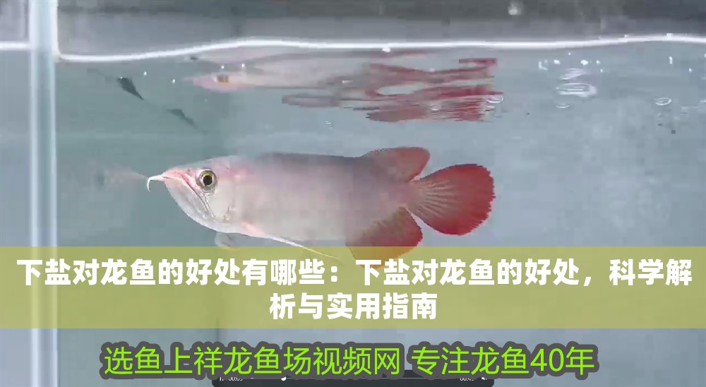下鹽對龍魚的好處有哪些：下鹽對龍魚的好處，科學解析與實用指南