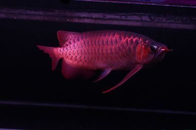 龍魚升溫到34度可以嗎：龍魚可以升溫到34度之前 龍魚升溫到34度可以嗎：龍魚可以升溫到34度之前 龍魚百科 第2張