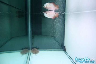 白色龍魚好紅色的魚能混養嗎：白色龍魚可以與多種魚類混養嗎 白色龍魚好紅色的魚能混養嗎：白色龍魚可以與多種魚類混養嗎 龍魚百科 第3張