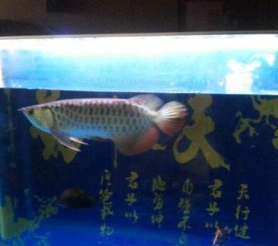 龍魚水位50可以嗎：龍魚水位50厘米合適嗎