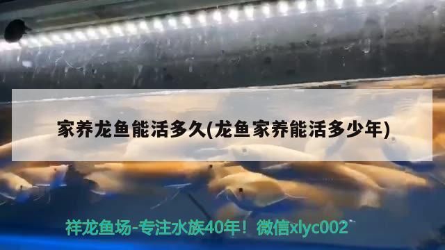 龍魚一般能活多久：關于龍魚壽命的詳細信息