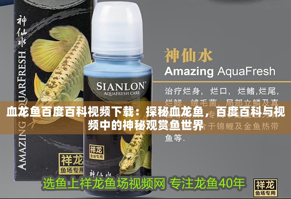血龍魚百度百科視頻下載：探秘血龍魚，百度百科與視頻中的神秘觀賞魚世界