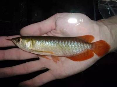 龍魚賣多少錢合適：龍魚價格受多種因素影響龍魚價格受多種因素影響
