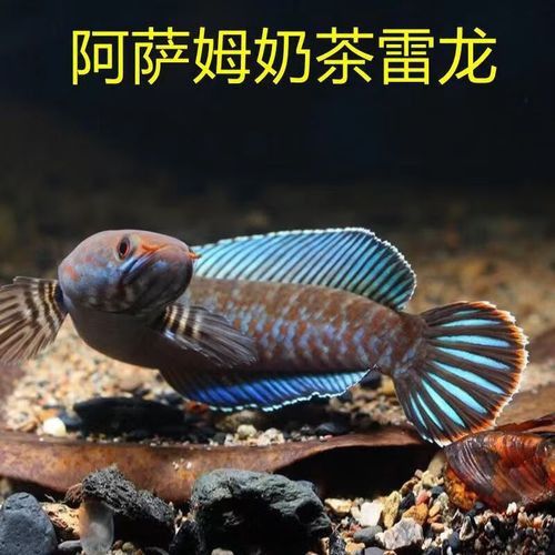 有沒有冷水龍魚苗賣 有沒有冷水龍魚苗賣 龍魚百科 第3張