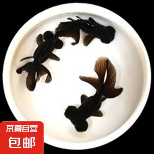 有沒有冷水龍魚苗賣 有沒有冷水龍魚苗賣 龍魚百科 第1張