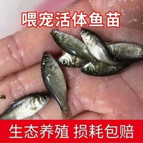有沒有冷水龍魚苗賣 有沒有冷水龍魚苗賣 龍魚百科 第5張