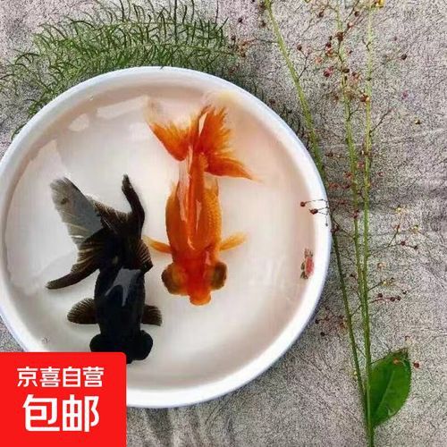 有沒有冷水龍魚苗賣 有沒有冷水龍魚苗賣 龍魚百科 第2張