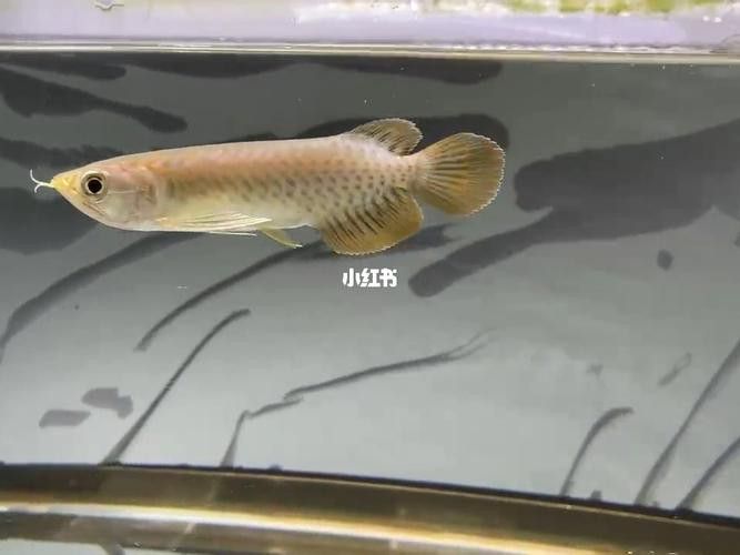 有沒有冷水龍魚苗賣 有沒有冷水龍魚苗賣 龍魚百科 第6張