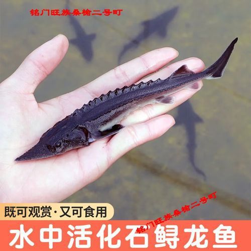 有沒有冷水龍魚苗賣 有沒有冷水龍魚苗賣 龍魚百科 第7張