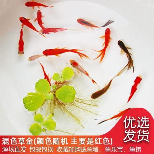 有沒有冷水龍魚苗賣 有沒有冷水龍魚苗賣 龍魚百科 第8張