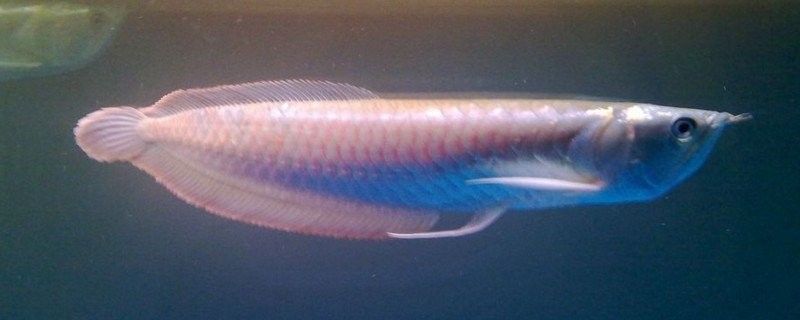 銀龍魚冷水能活嗎 銀龍魚冷水能活嗎 龍魚百科 第2張