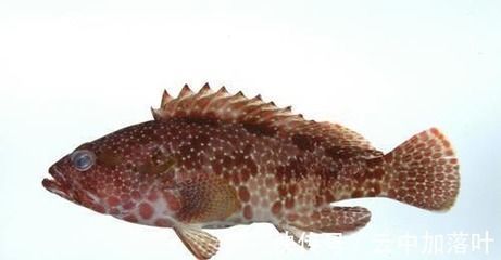 像龍頭一樣的魚是什么魚：海洋生物中沒有真正的“龍頭”魚是什么魚是什么魚