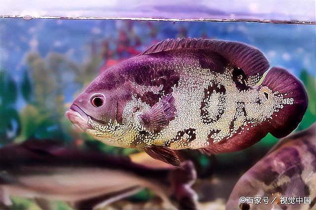 金龍魚康復(fù)后如何護(hù)理 金龍魚康復(fù)后如何護(hù)理 龍魚百科 第5張