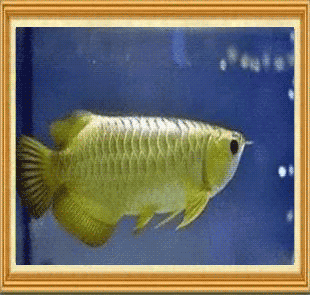 龍魚好養嗎,要求高嗎：關于龍魚飼養的一些詳細信息